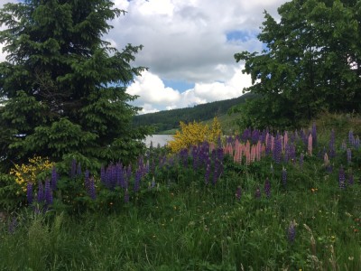 IMG_7065.JPG (340.87 Kio) Vu 2612 fois Y'a pas à dire, c'est joli