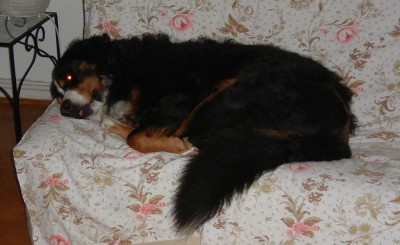 DSCF0002_1.jpg (129.13 Kio) Vu 3910 fois La dure condition de chien chez nous